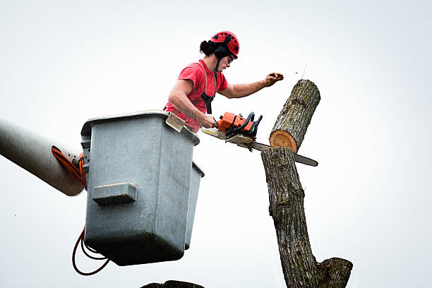  , USA Tree Care Pros